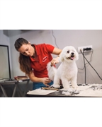 profitable suffolk pet grooming - 1