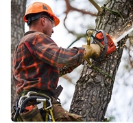 established tree care business - 1