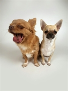 pet groomers - 1