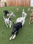 top rated dog care - 1