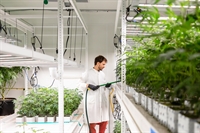 delaware cultivation license sussex - 1