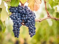 exclusive winery vineyard wine - 1