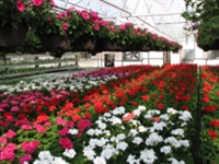 floral greenhouse landscape business - 1