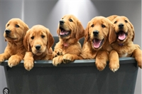 established boutique pet grooming - 1