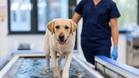 rural veterinary center for - 1