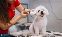 dog wash spa with - 1