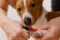 high-demand mobile dog grooming - 1