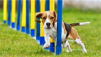 profitable dog training franchise - 1
