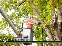 established highly profitable tree - 1
