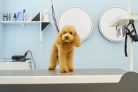established pet grooming boarding - 1