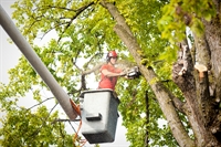 new york tree service - 1