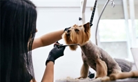 pet grooming biz w - 1