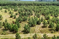 plot of land wagener - 3