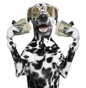 award-winning pet grooming business - 1