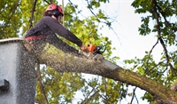 established tree service business - 1
