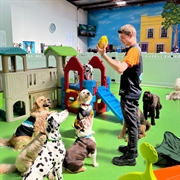 doggie day care for - 1