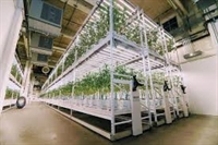 fully approved cannabis vertical - 1