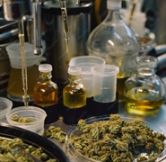licensed operational cannabis cultivation - 1