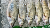 market leading commercial bait - 1