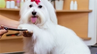 profitable dog grooming howard - 1