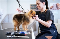 busy profitable dog grooming - 1