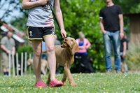 highly profitable professional dog - 1