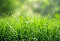 specialty landscaping services 5622ba - 1