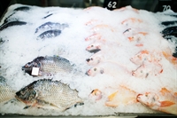 highly profitable semi-passive fish - 1
