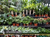 established nursery with valuable - 1