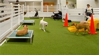 dog daycare boarding grooming - 1