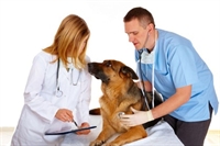loyal clients one doctor - 1
