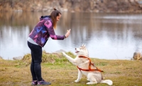 pet boarding with 50+ - 1