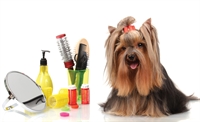 one person dog grooming - 1