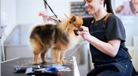 turnkey pet grooming franchise - 1