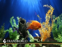 20-year-established south florida aquarium - 1