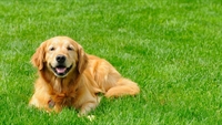 established organic lawn care - 1