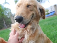 pet boarding grooming services - 1