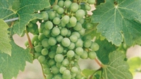 full service vineyard wine - 1