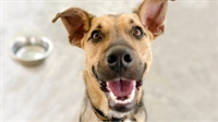 award-winning pet grooming business - 1