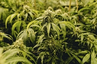 vertically-licensed ny cannabis co - 1