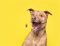 specialty pet food manufacturing - 1