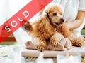 Dog Daycare & Grooming Business For Sale