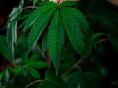cannabis grow supplies captive
