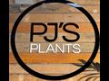 Excellent Quality PJS Plants ABM Id# 6315 In South Melbourne For Sale