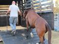 Established Horse Transport Business - Brisbane In Queensland For Sale