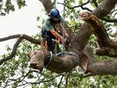long established tree removal