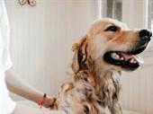 dog grooming service grows