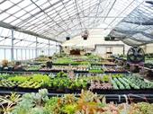 retail nursery specialing succulents