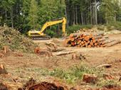land clearing tree service
