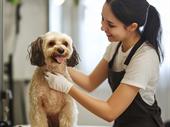 profitable pet grooming opportunity